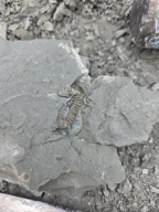 My recorded Flexicalymene retrorsa — Field
