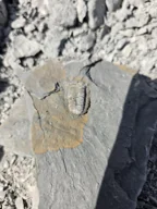 PB-2026-000013 — Field photograph · view 1; open full-size photograph