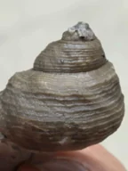 My recorded Cyclonema bilix — After preparation