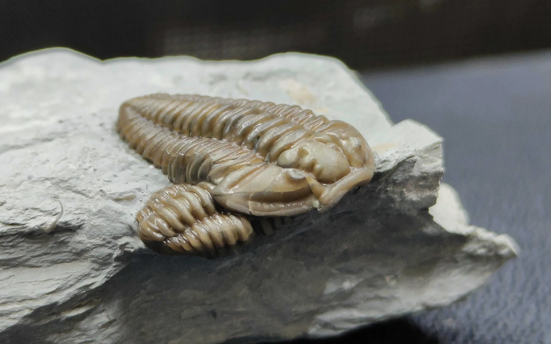 Two brown trilobites preserved on a pale, layered rock ledge.