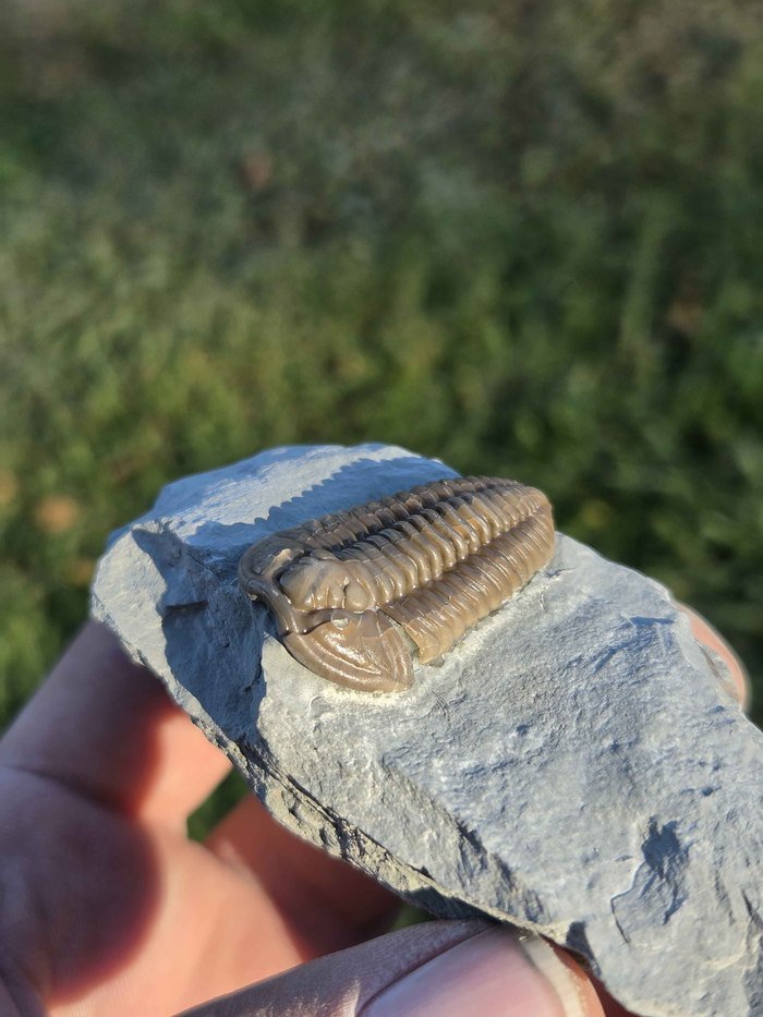 Photograph of Flexicalymene retrorsa — PB-S001, view 1