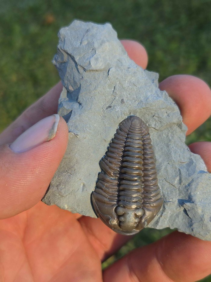 Photograph of Flexicalymene retrorsa — PB-S002, view 1