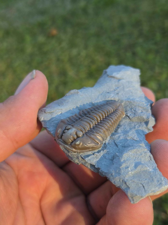 Photograph of Flexicalymene retrorsa — PB-S002, view 2