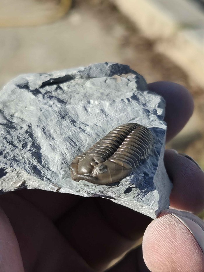 Photograph of Flexicalymene retrorsa — PB-S003, view 2
